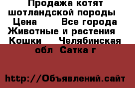 Продажа котят шотландской породы › Цена ­ - - Все города Животные и растения » Кошки   . Челябинская обл.,Сатка г.